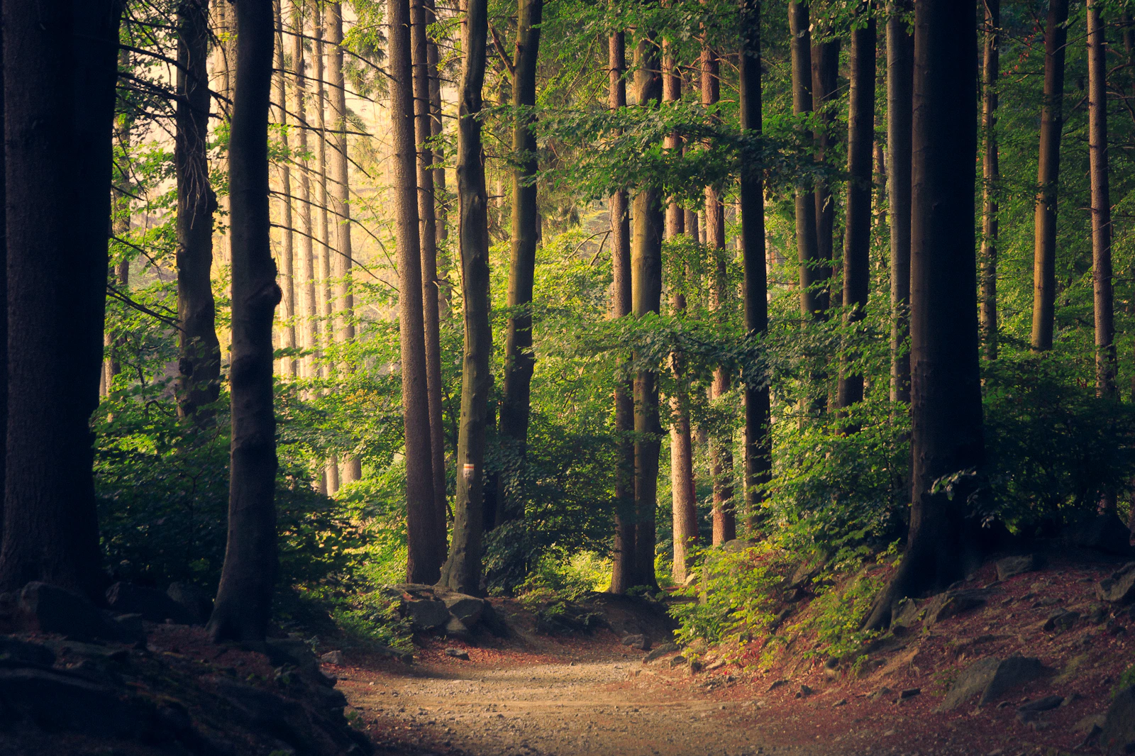 Sonnenstrahlen fallen durch einen dichten grünen Wald